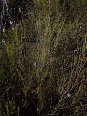 Allocasuarina distyla