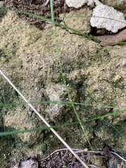 Agrostis perennans
