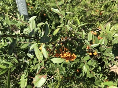 Pyracantha coccinea