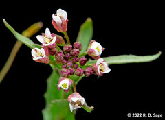 Lobularia maritima