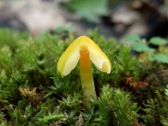 Pluteus chrysophlebius
