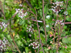 Lobularia maritima