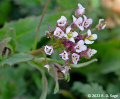 Lobularia maritima