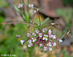Lobularia maritima