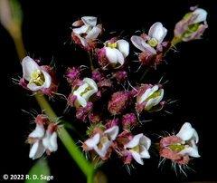 Lobularia maritima