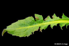Lobularia maritima