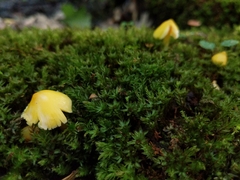 Pluteus chrysophlebius
