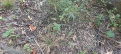 Agrostis perennans