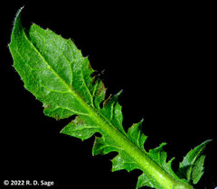 Lobularia maritima