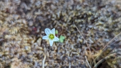 Saxifraga cernua