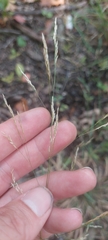 Agrostis perennans