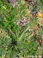 Lobularia maritima
