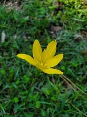 Zephyranthes citrina