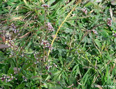 Lobularia maritima