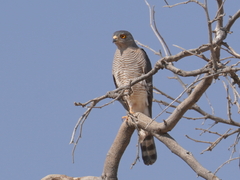 Accipiter badius