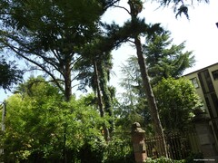 Pinus nigra