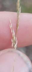 Agrostis perennans
