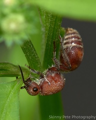 Dasymutilla quadriguttata