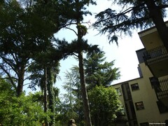 Pinus nigra
