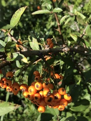 Pyracantha coccinea