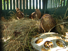 Coturnix