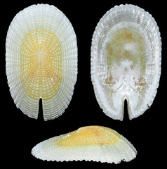 Emarginella