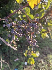 Vitis cinerea