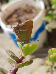 Callophrys xami xami