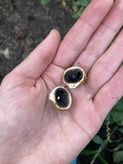 Scleroderma