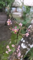 Trichocentrum oerstedii