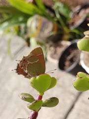 Callophrys xami xami