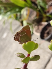 Callophrys xami xami