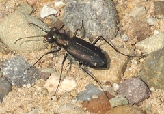 Cicindela punctulata
