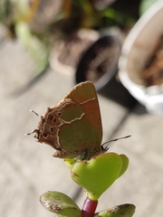 Callophrys xami xami