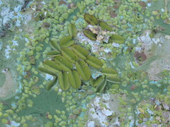Salvinia natans