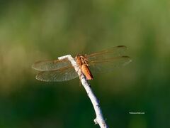 Libellula