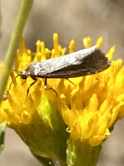 Cisthene liberomacula