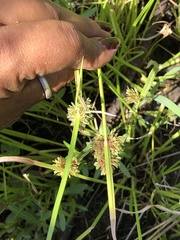 Cyperus difformis
