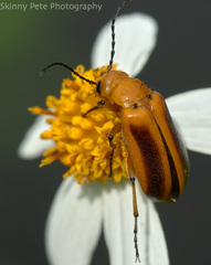 Nemognatha piazata