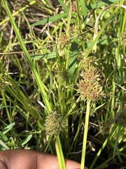 Cyperus difformis
