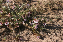 Pachypodium bispinosum