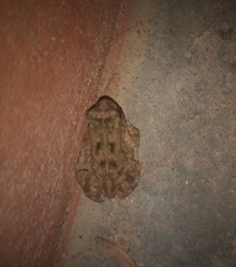 Sclerophrys regularis