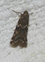 Ephestiopsis oenobarella