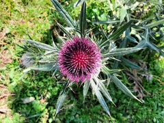 Cirsium eriophorum