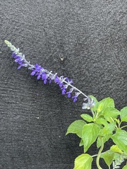 Salvia polystachia