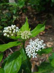Asclepias texana