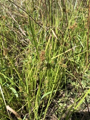 Cyperus difformis