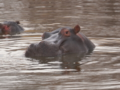 Hippopotamus amphibius