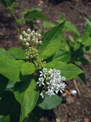 Asclepias texana