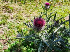 Cirsium eriophorum